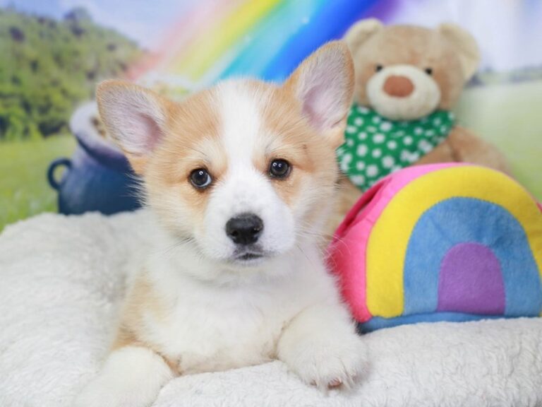 Pembroke Welsh Corgi