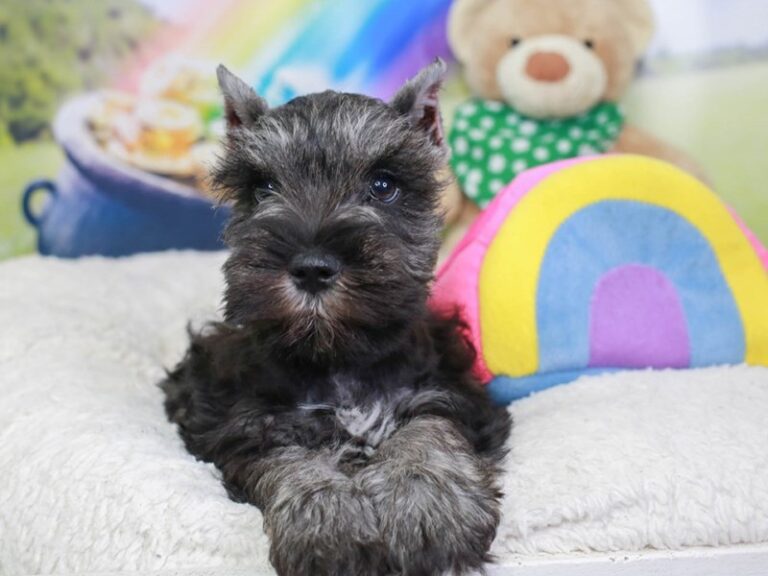 Miniature Schnauzer