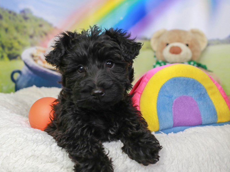 Scottie Poo-Female-BLK-3550333-Animal Kingdom | Puppies N Love