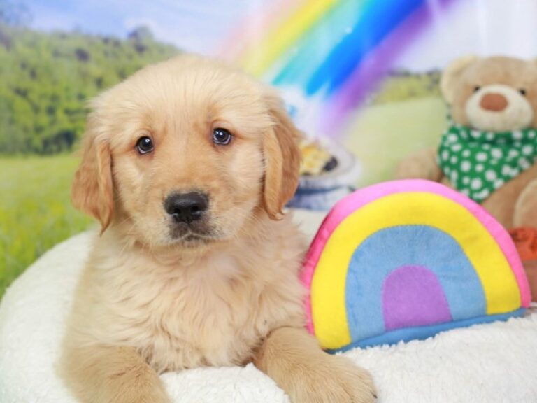 Golden Retriever