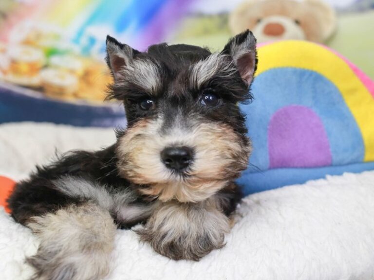 Mini Schnauzer