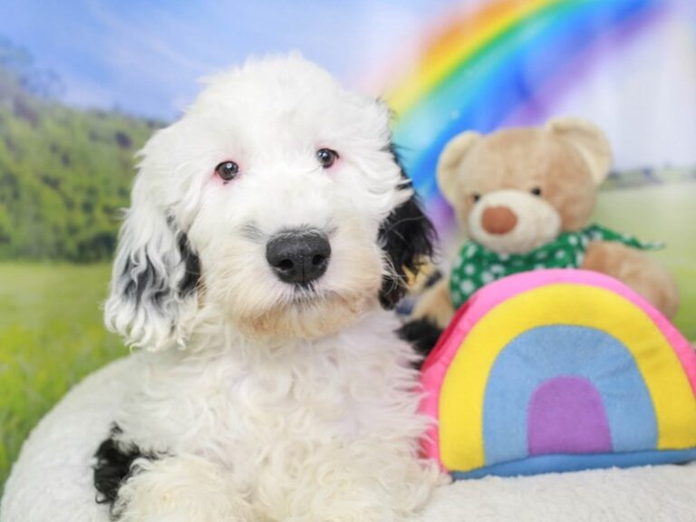 Sheepadoodle