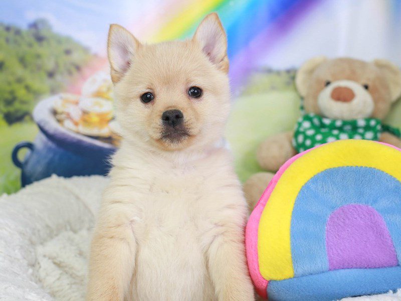 Schipperke-Female-cream-3550388-Animal Kingdom | Puppies N Love