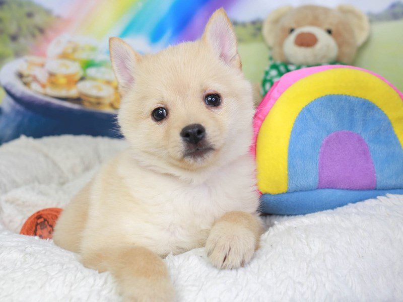 Cream schipperke store puppies for sale