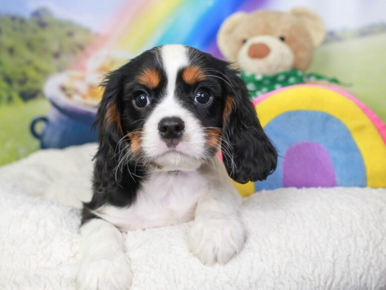 Cavalier King Charles
