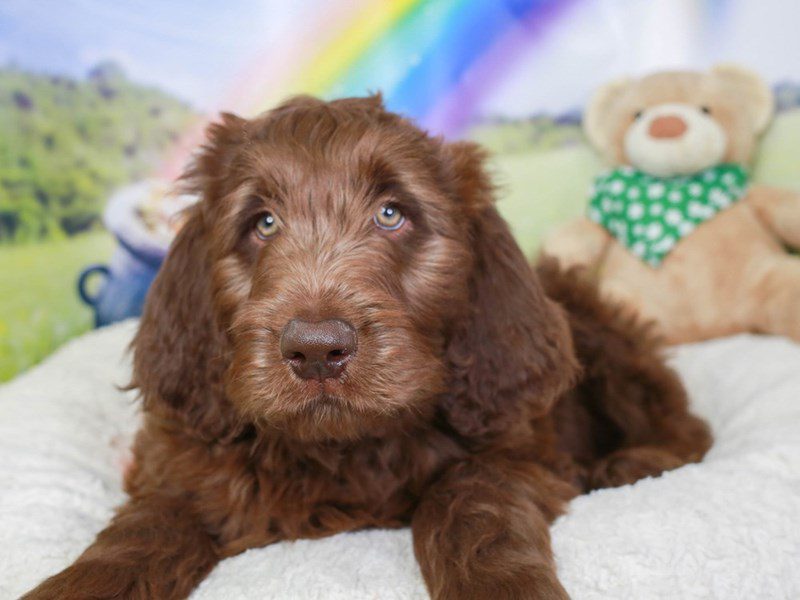 Newfiepoo-Male-chocolate-3551457-Animal Kingdom | Puppies N Love