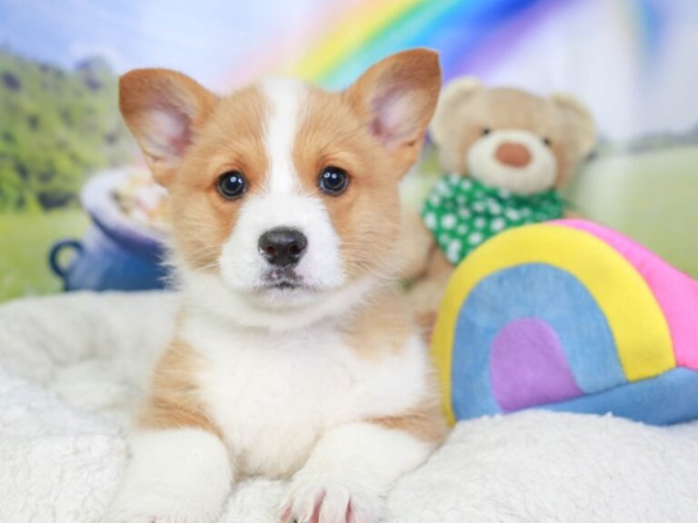 Pembroke Welsh Corgi