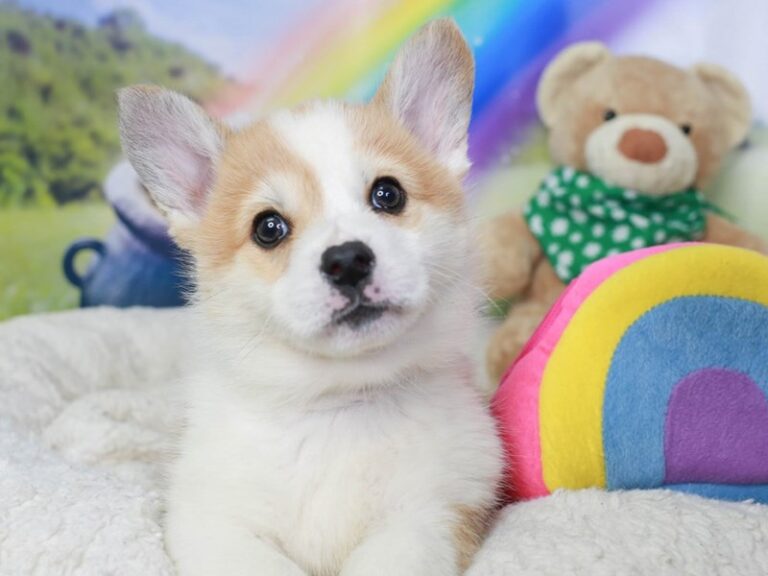 Pembroke Welsh Corgi