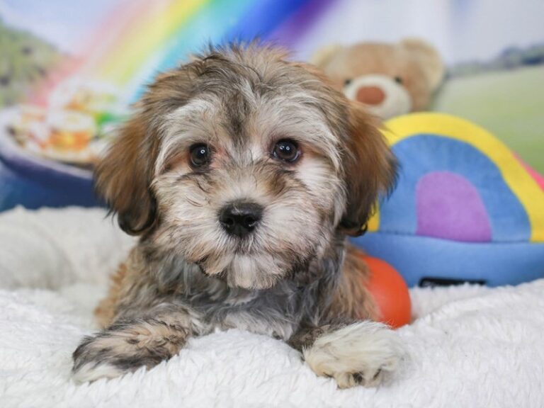Havanese