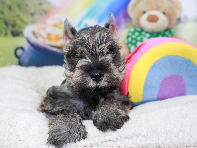 Miniature Schnauzer-Male-Salt & pepper-3551216-Animal Kingdom | Puppies N Love