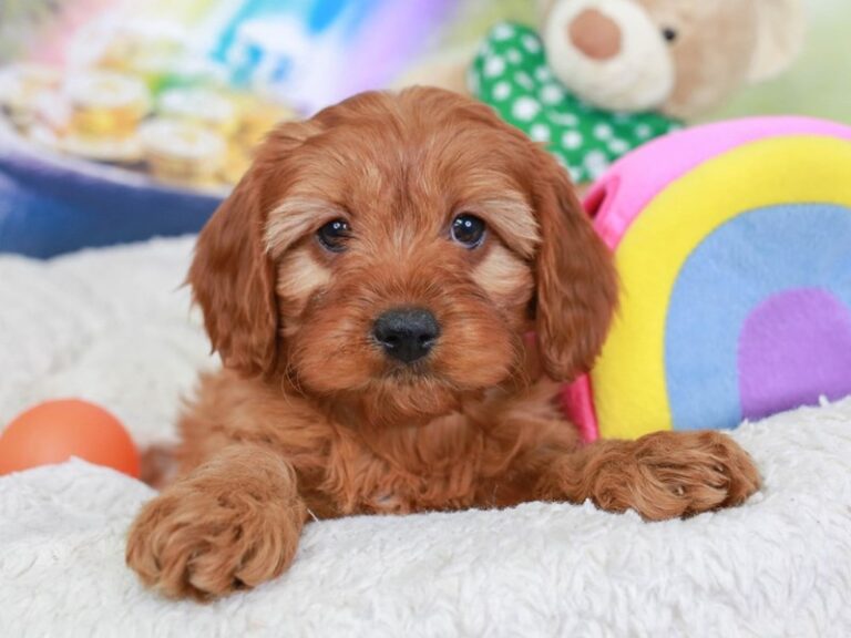 Cavapoo
