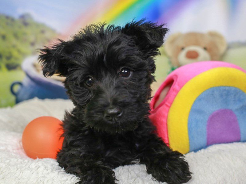 Scottie Poo-Female-BLK-3550332-Animal Kingdom | Puppies N Love