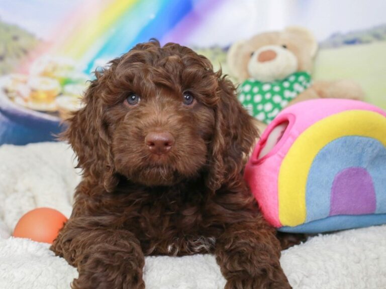 Mini Labradoodle