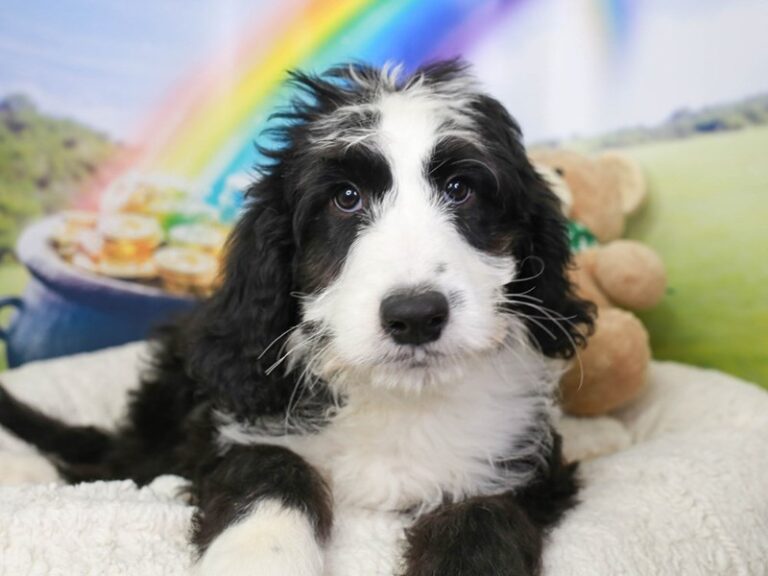 Sheepadoodle