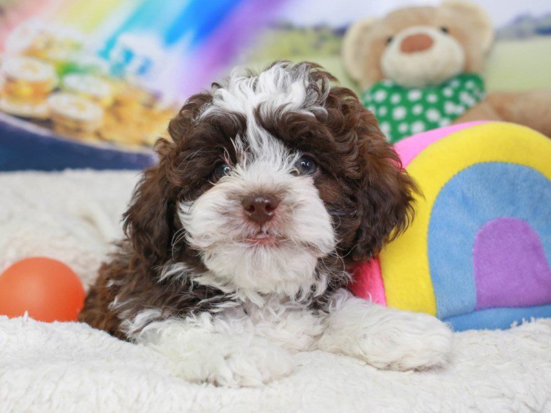 Shih Poo-Male-choc & white-3551393-Animal Kingdom | Puppies N Love