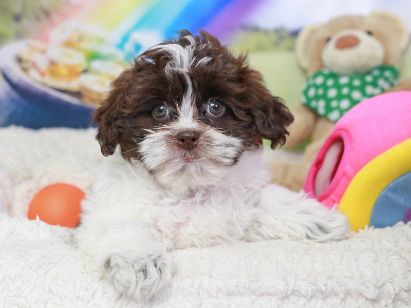 Shih Poo-Female-choc & white-3551394-Animal Kingdom | Puppies N Love