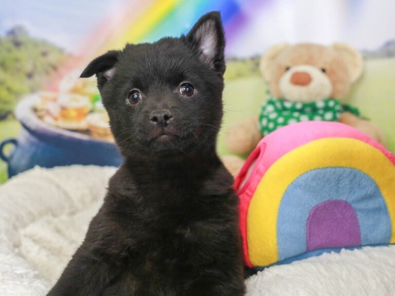 Schipperke