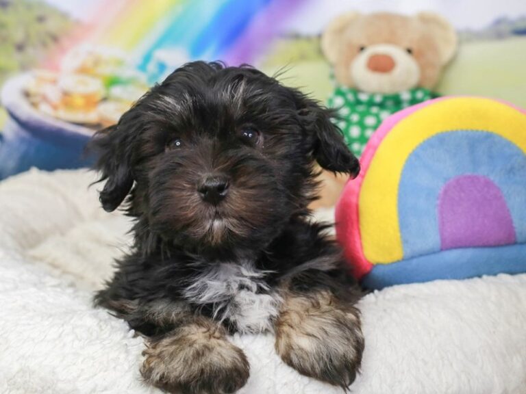 Havanese