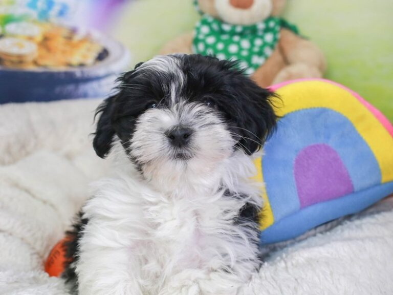 Havanese
