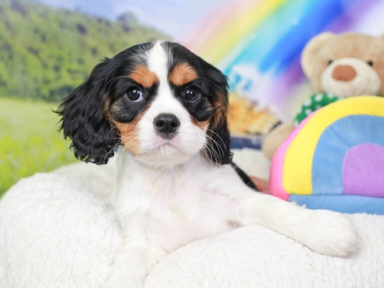 Cavalier King Charles