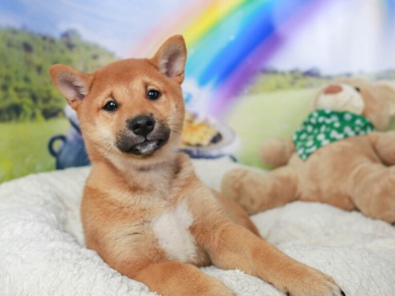 Shiba Inu