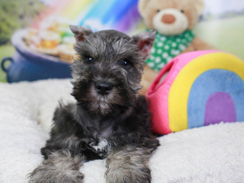 Miniature Schnauzer-Male-Salt & pepper-3551219-Animal Kingdom | Puppies N Love