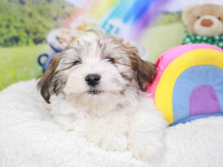 Havanese