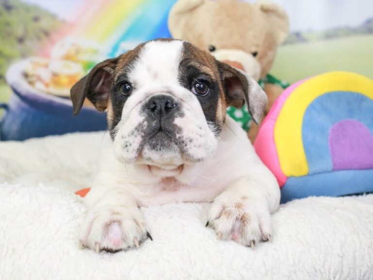 English Bulldog