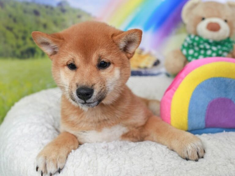Shiba Inu