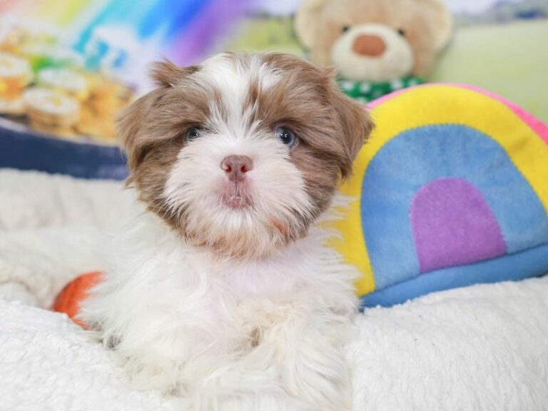 Shih Tzu