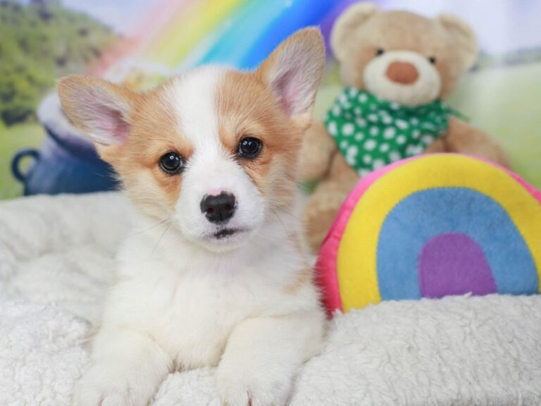 Pembroke Welsh Corgi