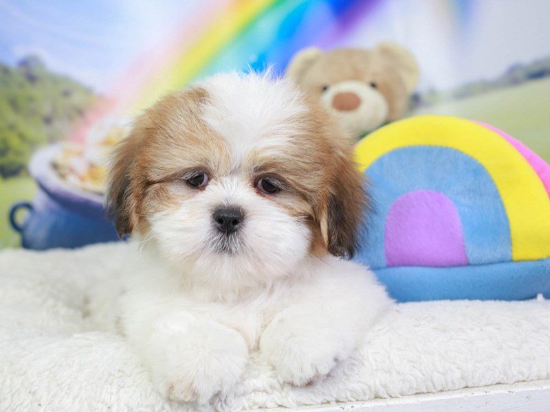 Lhasa Apso DOG Male SABLE WHITE 3551229 Animal Kingdom Puppies N