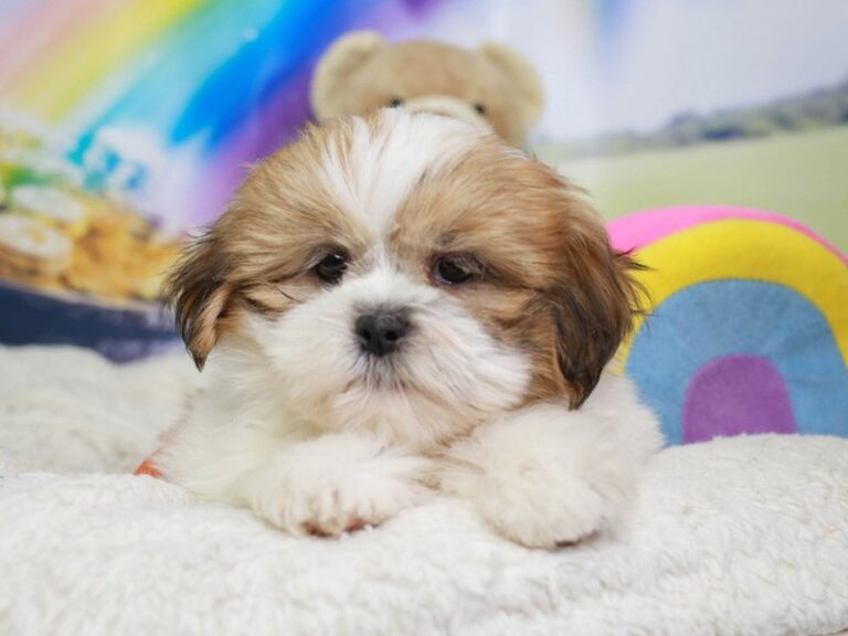 Lhasa Apso