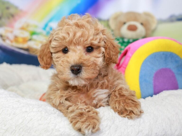 Mini Labradoodle