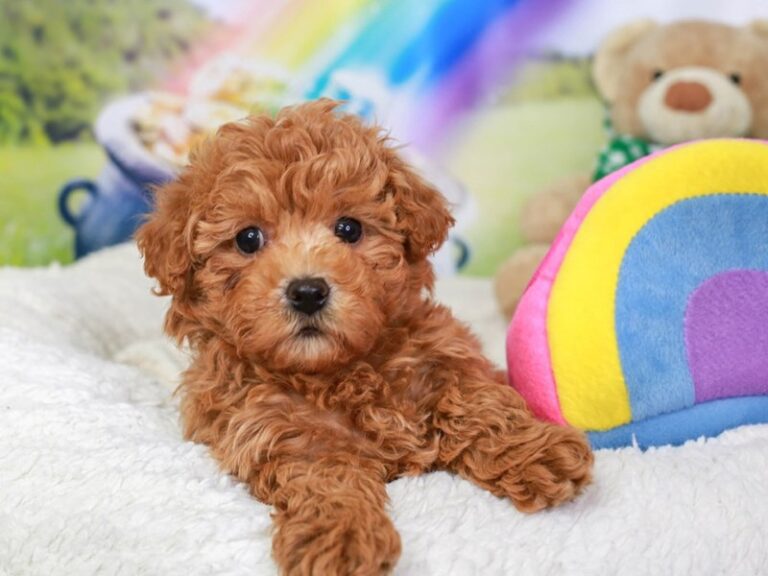 Mini Labradoodle