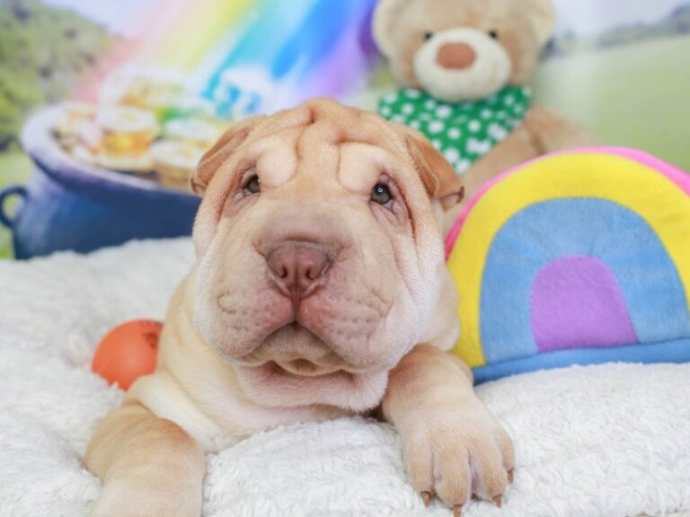 Mini Shar Pei