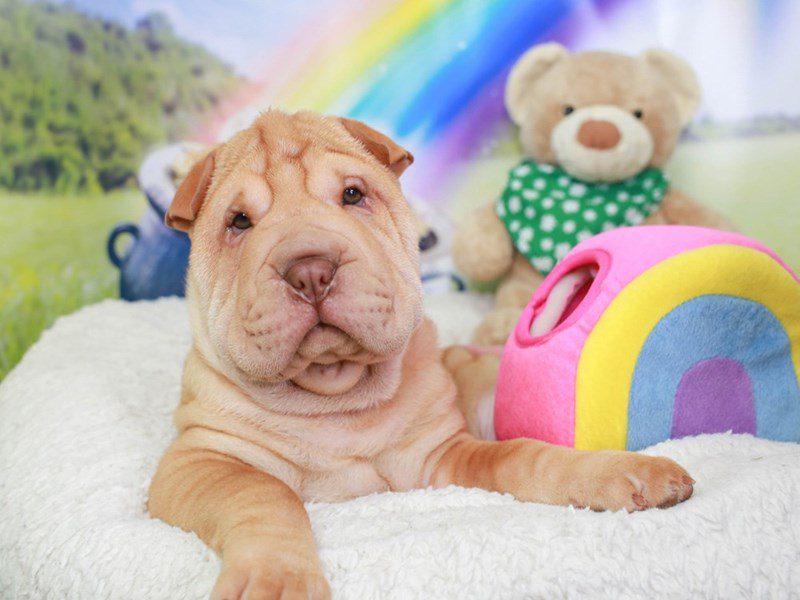 Mini Shar Pei-Male-Apricot-3551343-Animal Kingdom | Puppies N Love