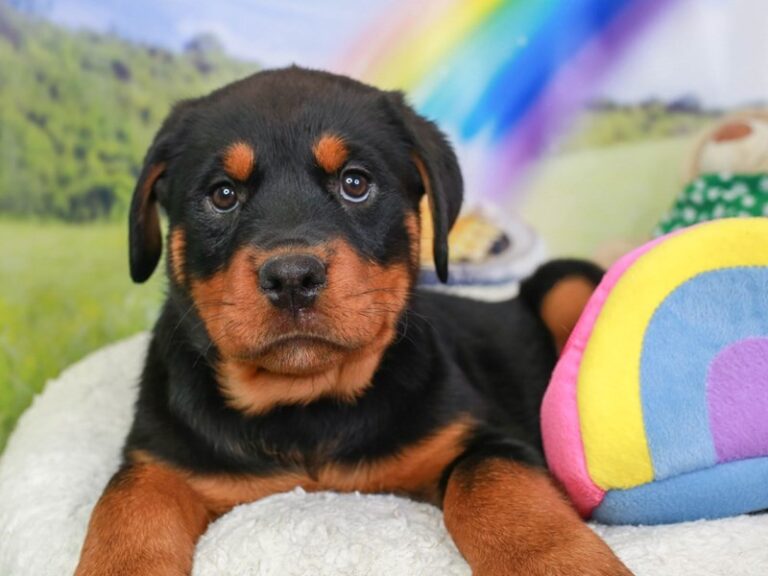 Rottweiler