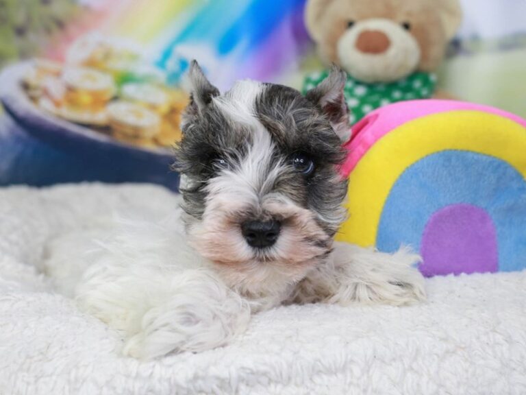 Miniature Schnauzer