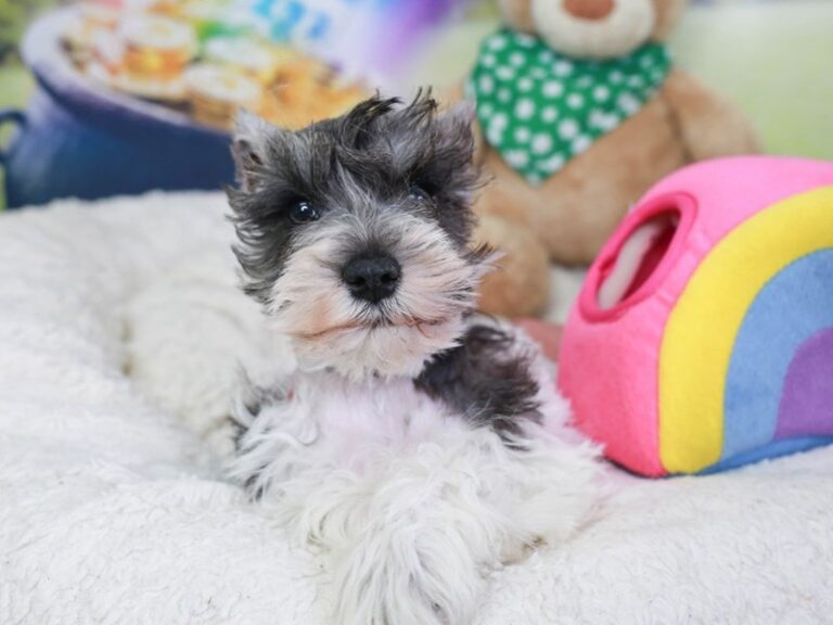 Miniature Schnauzer