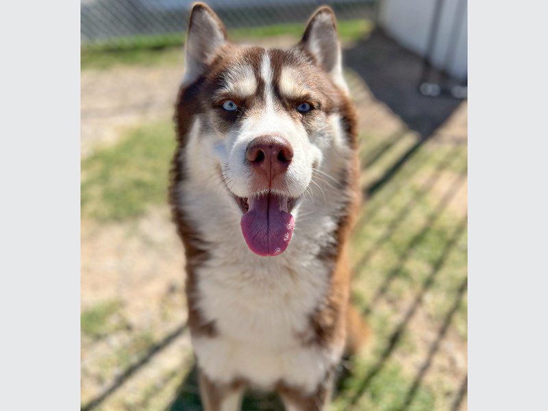 Siberian Husky-Male-Red and White-1498353-Animal Kingdom | Puppies N Love