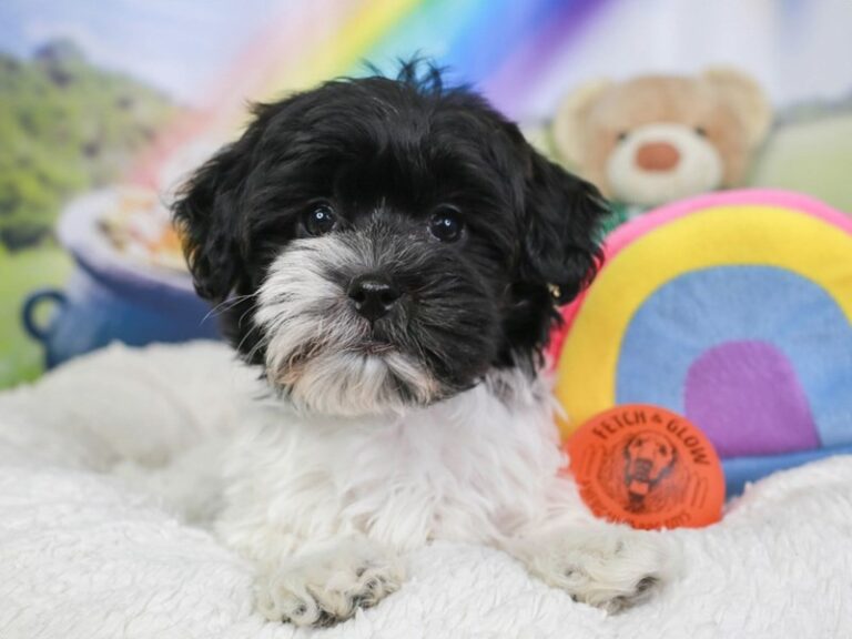 Havanese