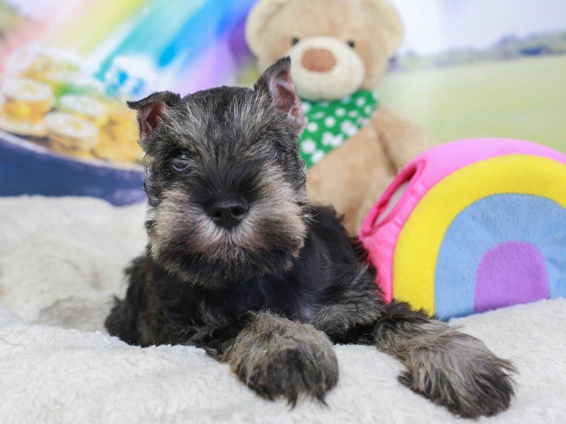 Miniature Schnauzer-Male-Salt & pepper-3551217-Animal Kingdom | Puppies N Love