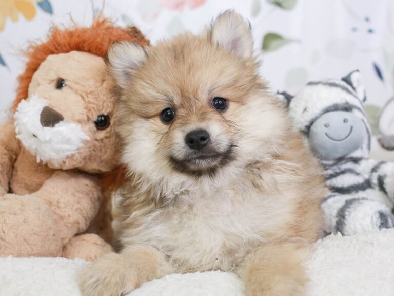 Pomeranian