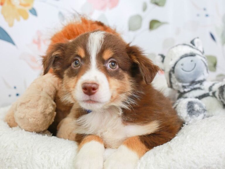 Mini Aussie