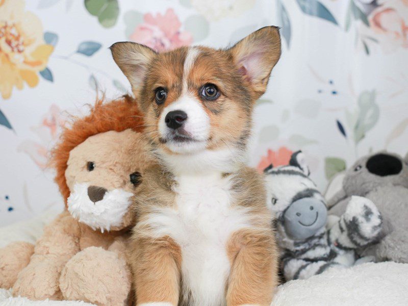 Augie dog sneakers deals