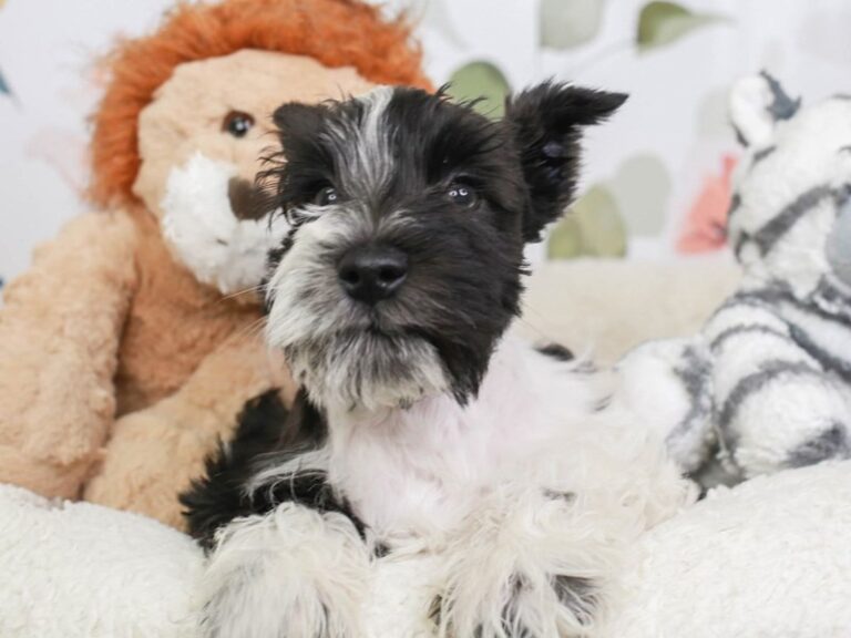 Mini Schnauzer