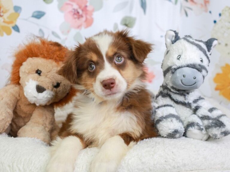 Mini Aussie