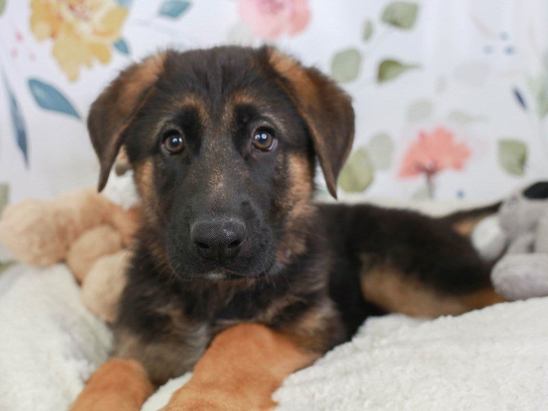 German Shepherd-Male-BLK & TAN-3561463-Animal Kingdom | Puppies N Love