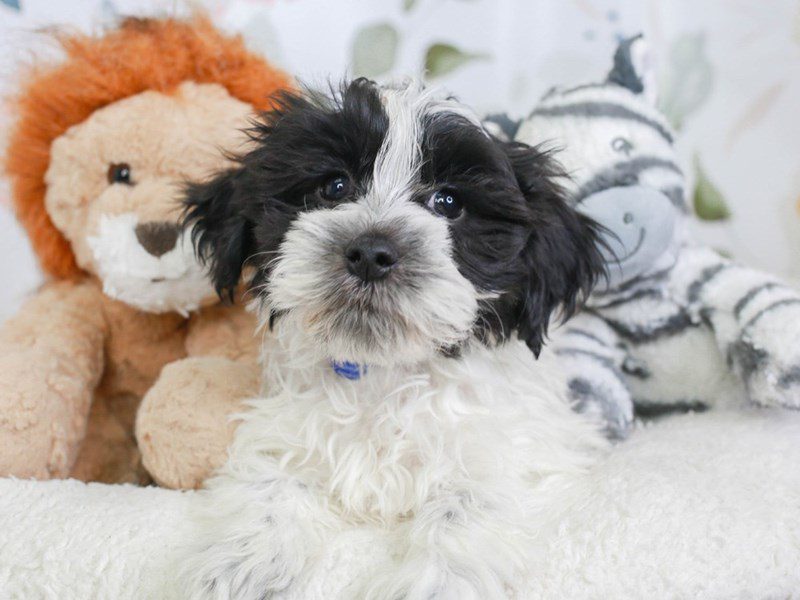 Coton De Tulear-Male-blk & wh-3561472-Animal Kingdom | Puppies N Love